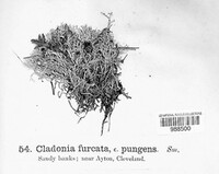 Cladonia scabriuscula image